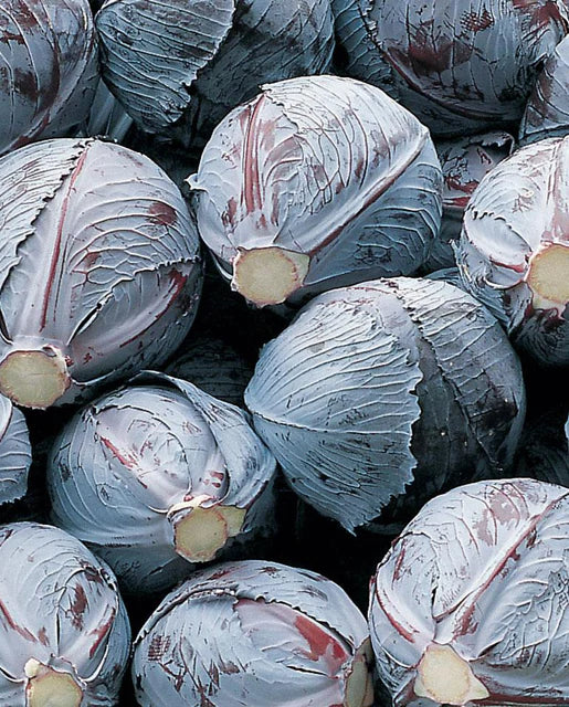West Coast Seeds - Integro Cabbage F1 (Coated) Certified Organic (15 Seeds)