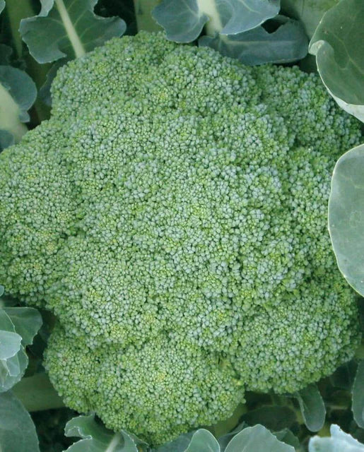 West Coast Seeds - Green Magic F1 Broccoli