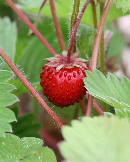 West Coast Seeds - Mignonette (Alpine) Strawberry
