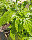 West Coast Seeds - Genovese Basil