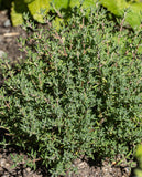 West Coast Seeds - Orangelo Thyme (25 Seeds)