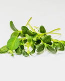 West Coast Seeds - Microgreen Fenugreek Certified Organic