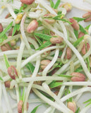 West Coast Seeds - Mung Beans Certified Organic Microgreens