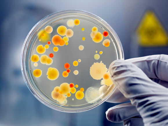 Petri Dish for Bacterial Culture (10pk) - IncrediGrow, spagnum moss 
