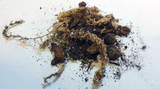 GrowPharm - Philodendron Chunky Mix