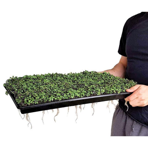 Sunblaster 1020 Dbl Thick 1.25" Deep Microgreen Tray w/Holes