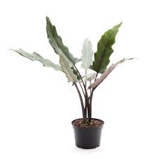 Live Plants - Alocasia Lauterbachiana